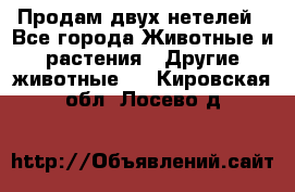 Продам двух нетелей - Все города Животные и растения » Другие животные   . Кировская обл.,Лосево д.